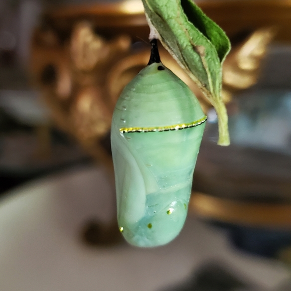 Meet your Posher, Teresa - Picture 4 of 16